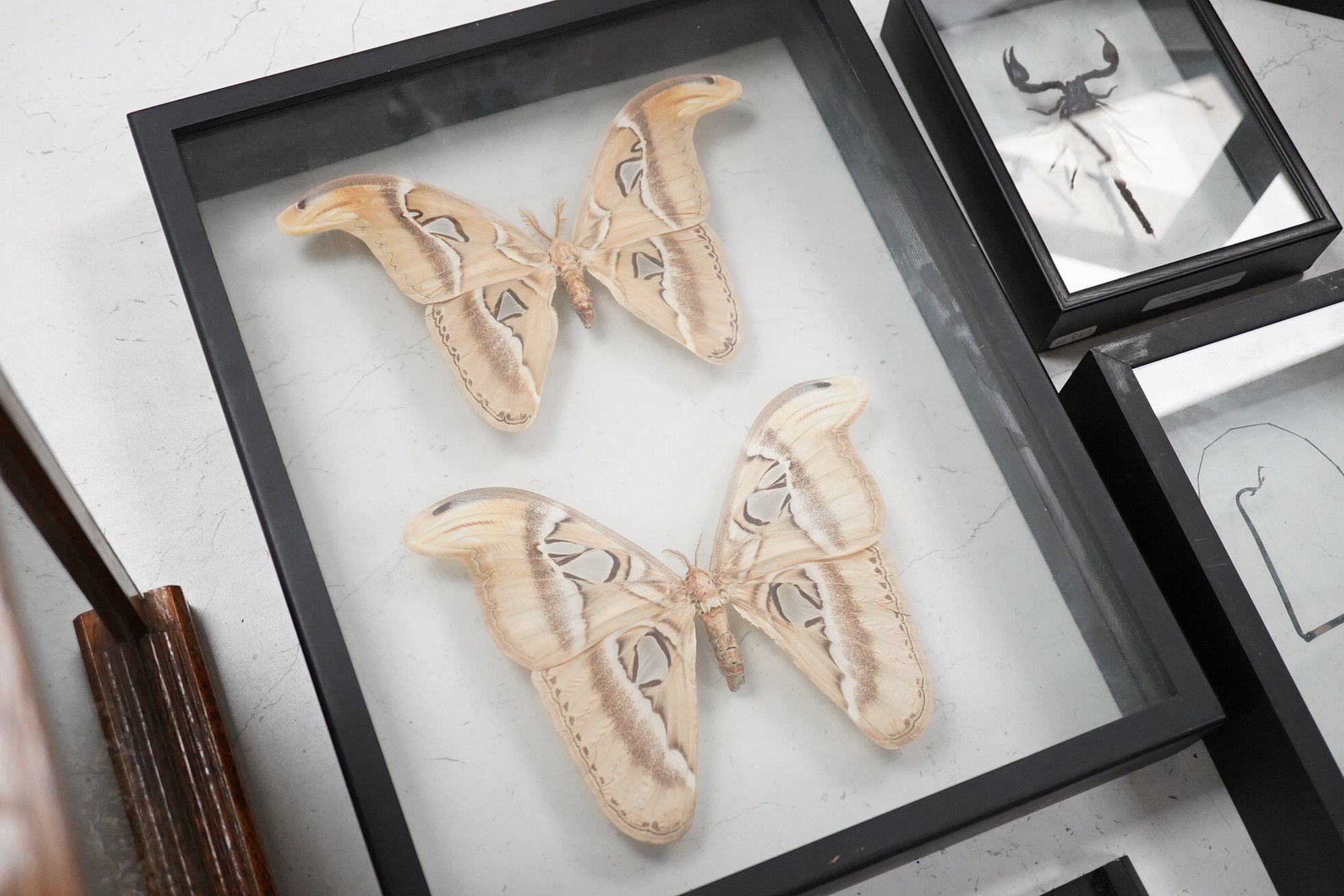 A collection of four cased taxidermy insects; the male and female Atlas Moths, 38.5cm x 31cm x 5.5cm, a Praying Mantis, a Harlequin beetle, and a Scorpion, all mounted in black painted frames, with glazed front and back